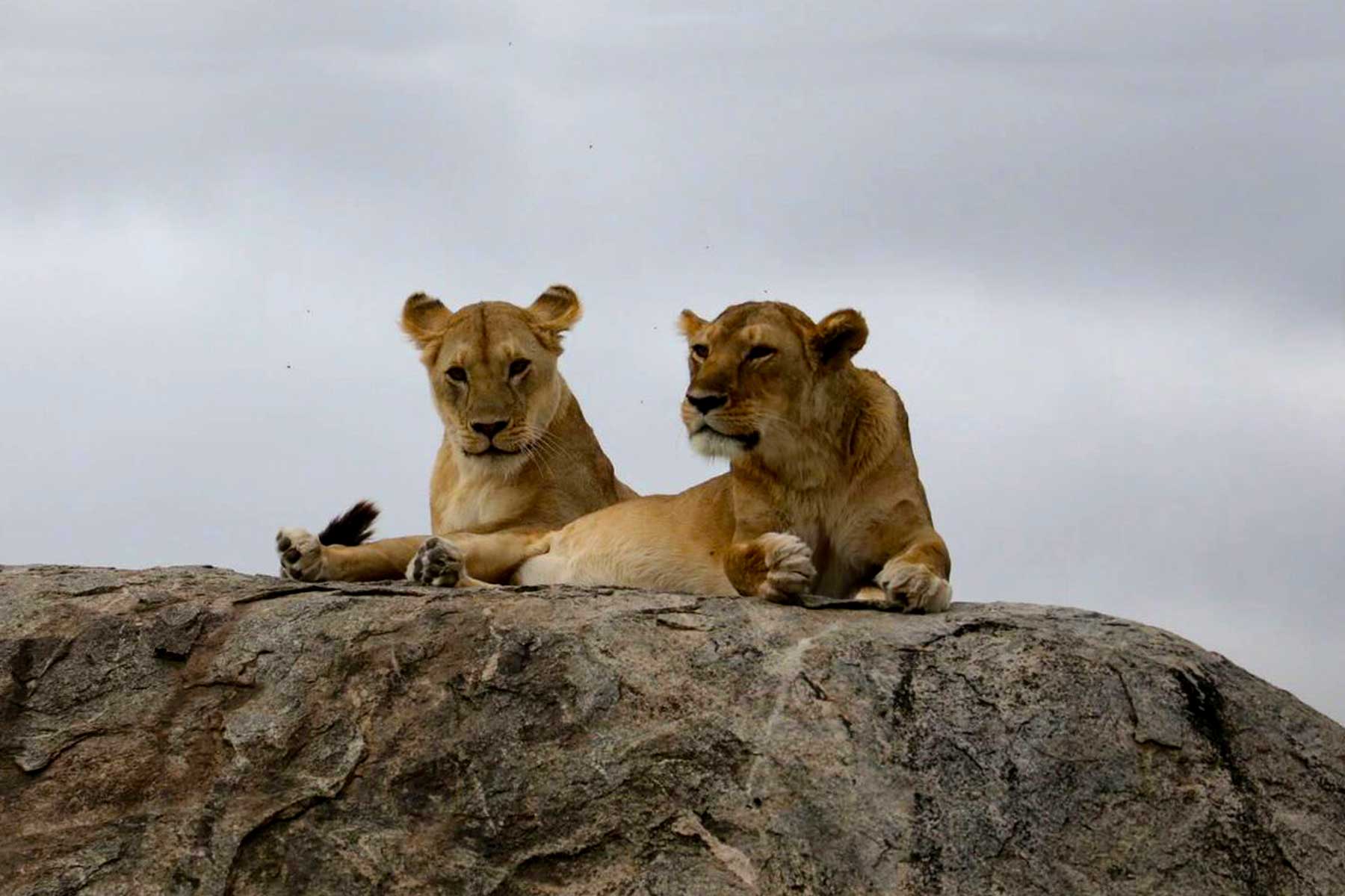 9-days-kidepo-valley-and-murchison-falls-wildlife-adventure-safari