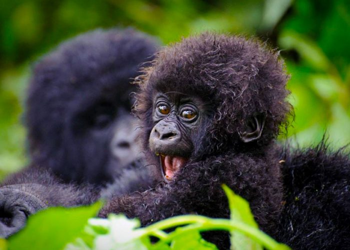 baby-gorilla-in-uganda