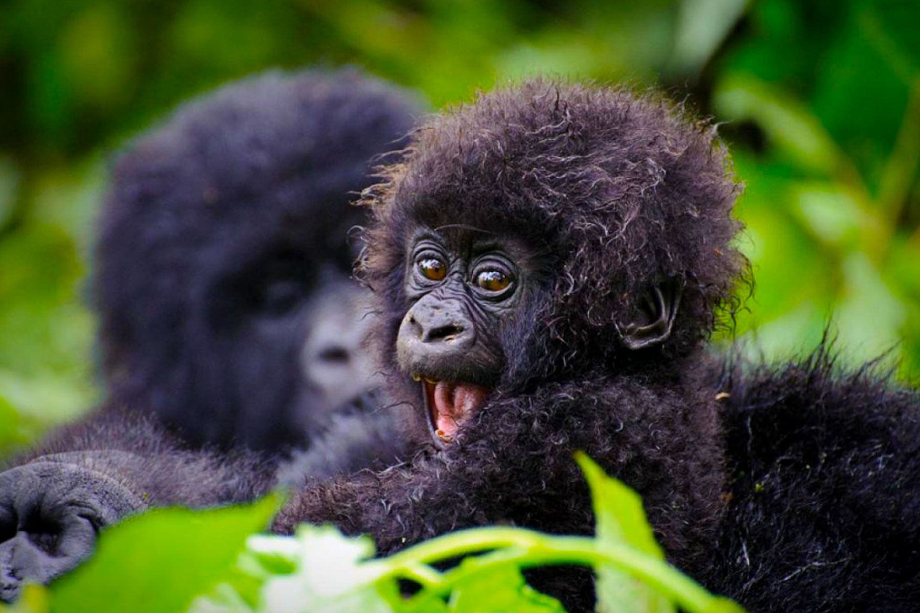 baby-gorilla-in-uganda
