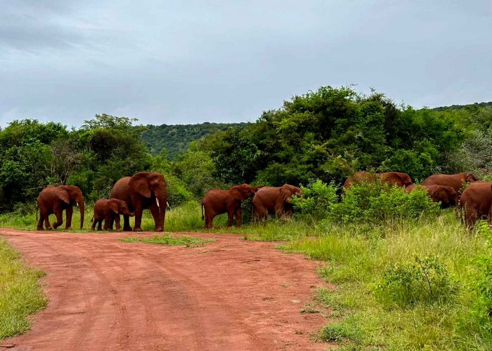 1-day-rwanda-akagera-national-park-wildlife-safari