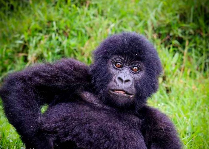 1-day-rwanda-gorilla-trekking-adventure-from-kigali