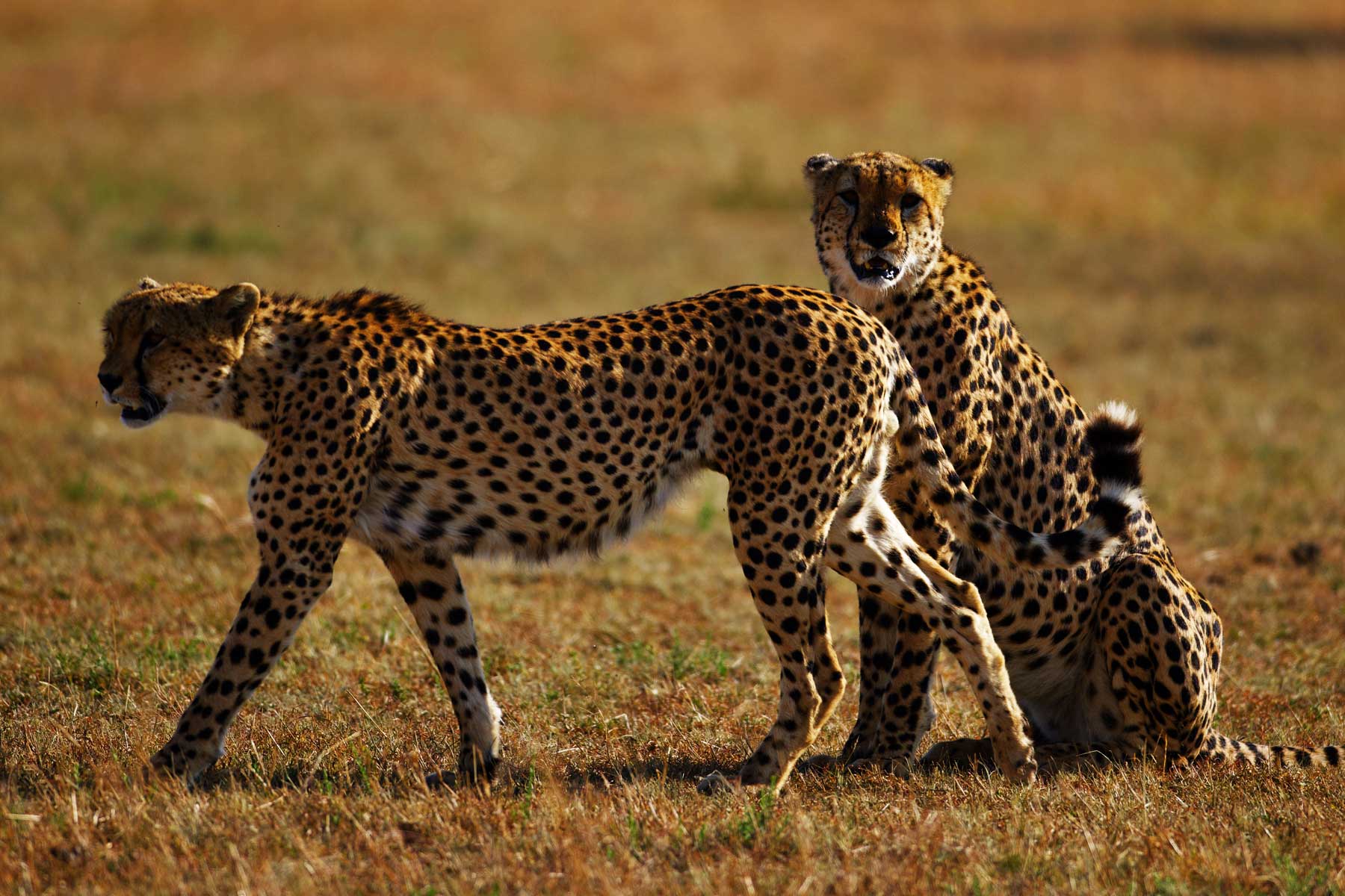 3-days-masai-mara-wildlife-safari