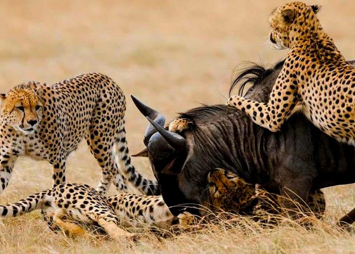 5-days-tanzania-wildlife-adventure-safari