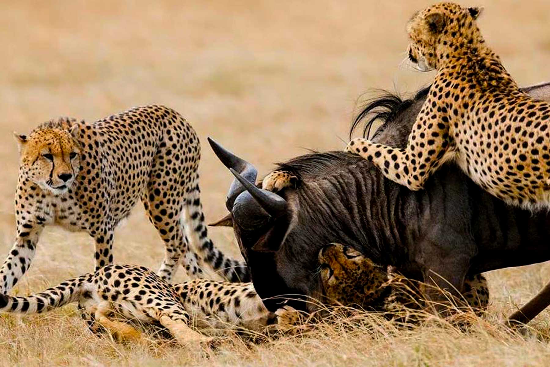 5-days-tanzania-wildlife-adventure-safari