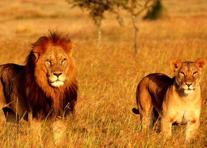 6-days-luxury-tanzania-big-5-wildlife-safari