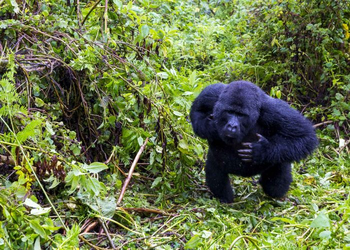 7-days-rwanda-luxury-double-gorilla-trekking-safari