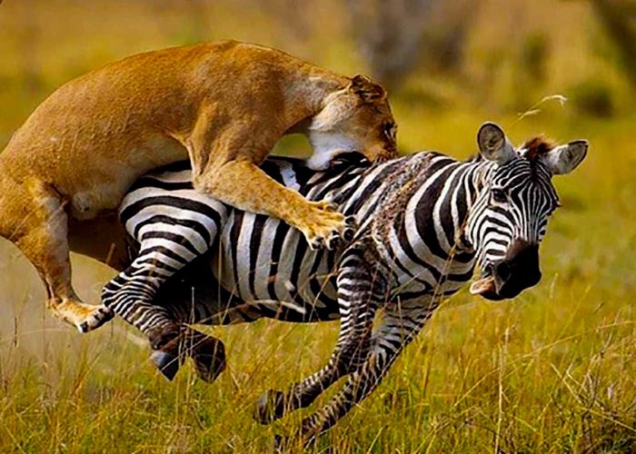 7-days-tanzania-wildlife-expeditions-safari