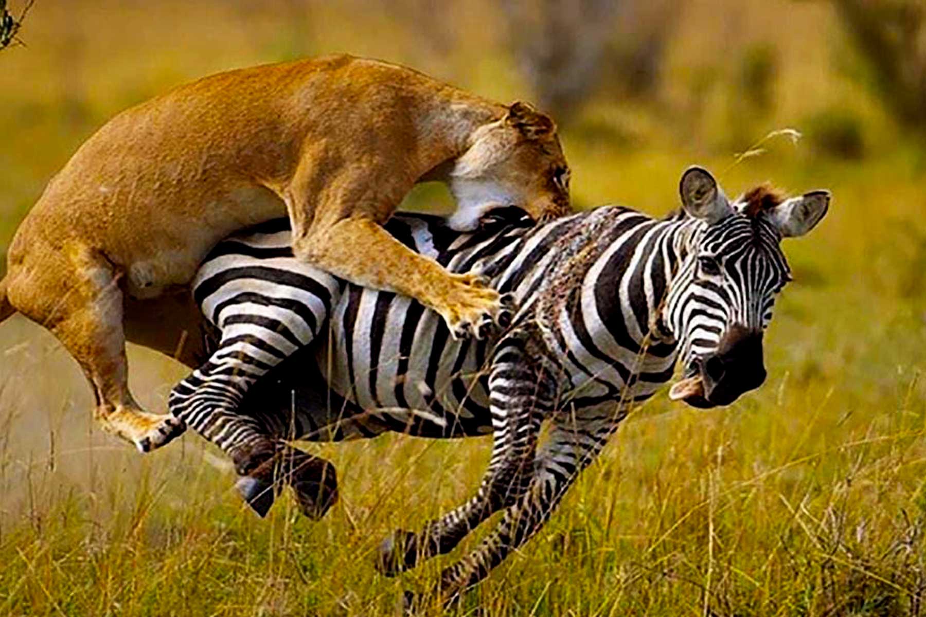 7-days-tanzania-wildlife-expeditions-safari