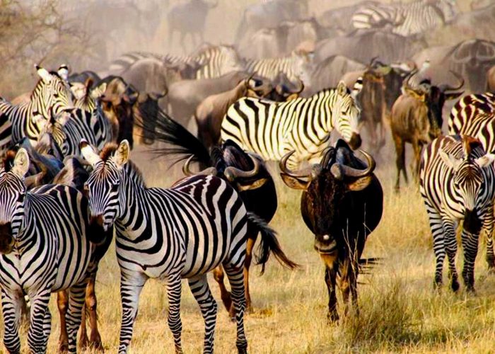 9-days-luxury-tanzania-wilderness-migration-adventure-safari