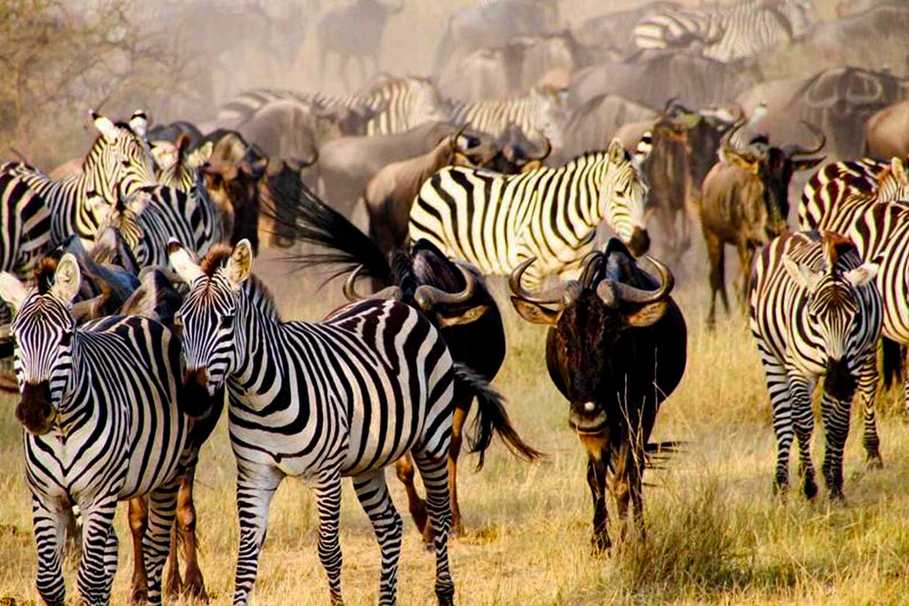 9-days-luxury-tanzania-wilderness-migration-adventure-safari