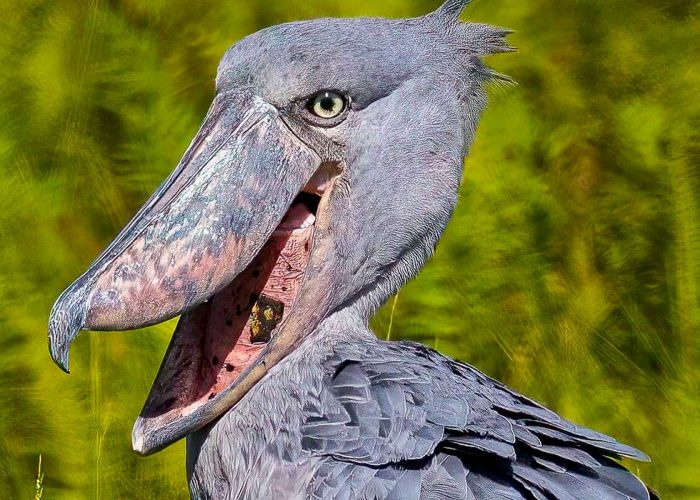 a-day-at-mabamba-swamp-with-the-shoebills