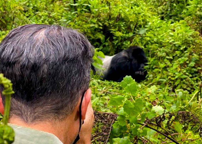 a-moment-with-the-gorillas-in-the-jungle