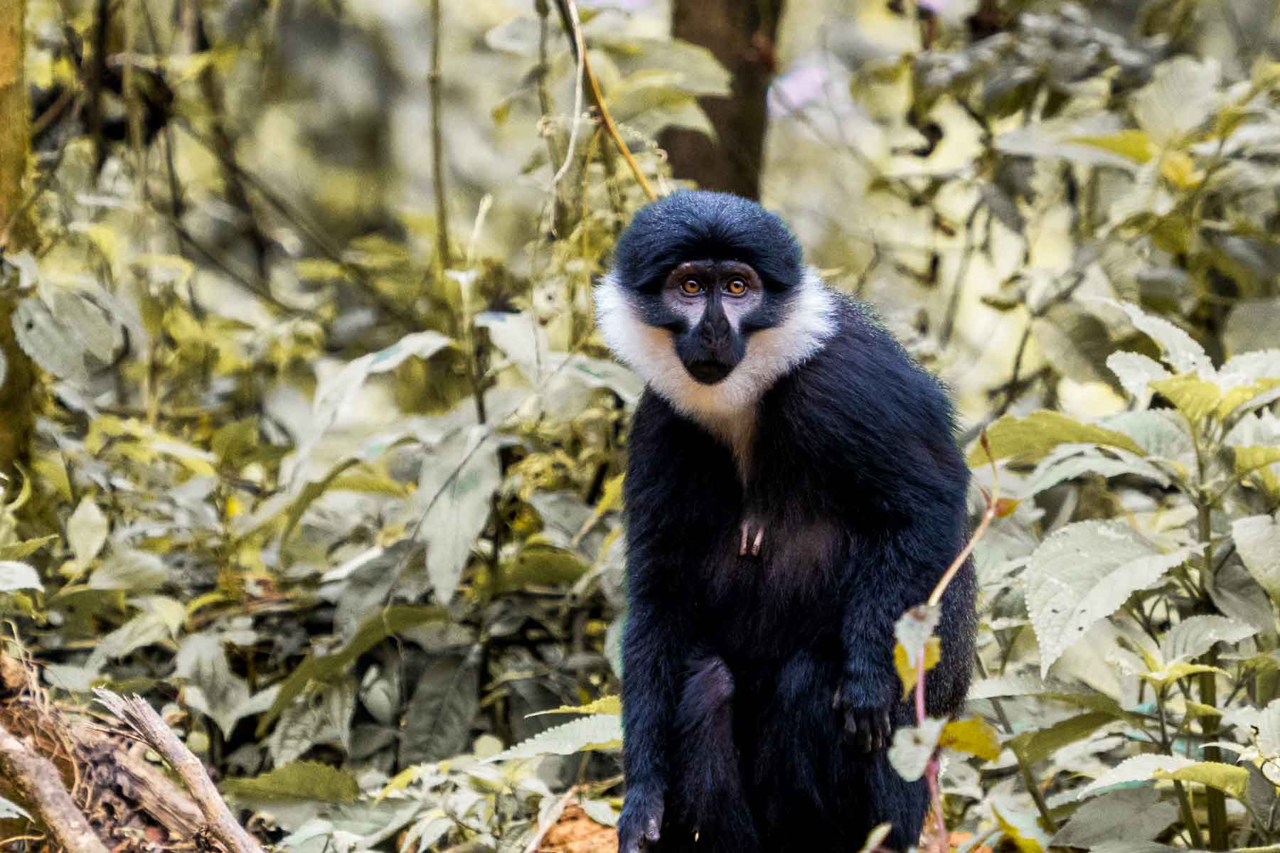 Colobus Monkey Trekking Experience
