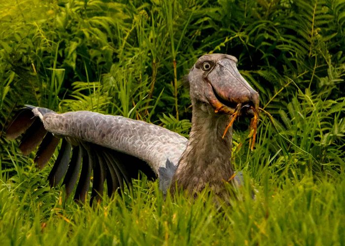 experience-the-majestic-shoebill-stork-at-mabamba-swamp