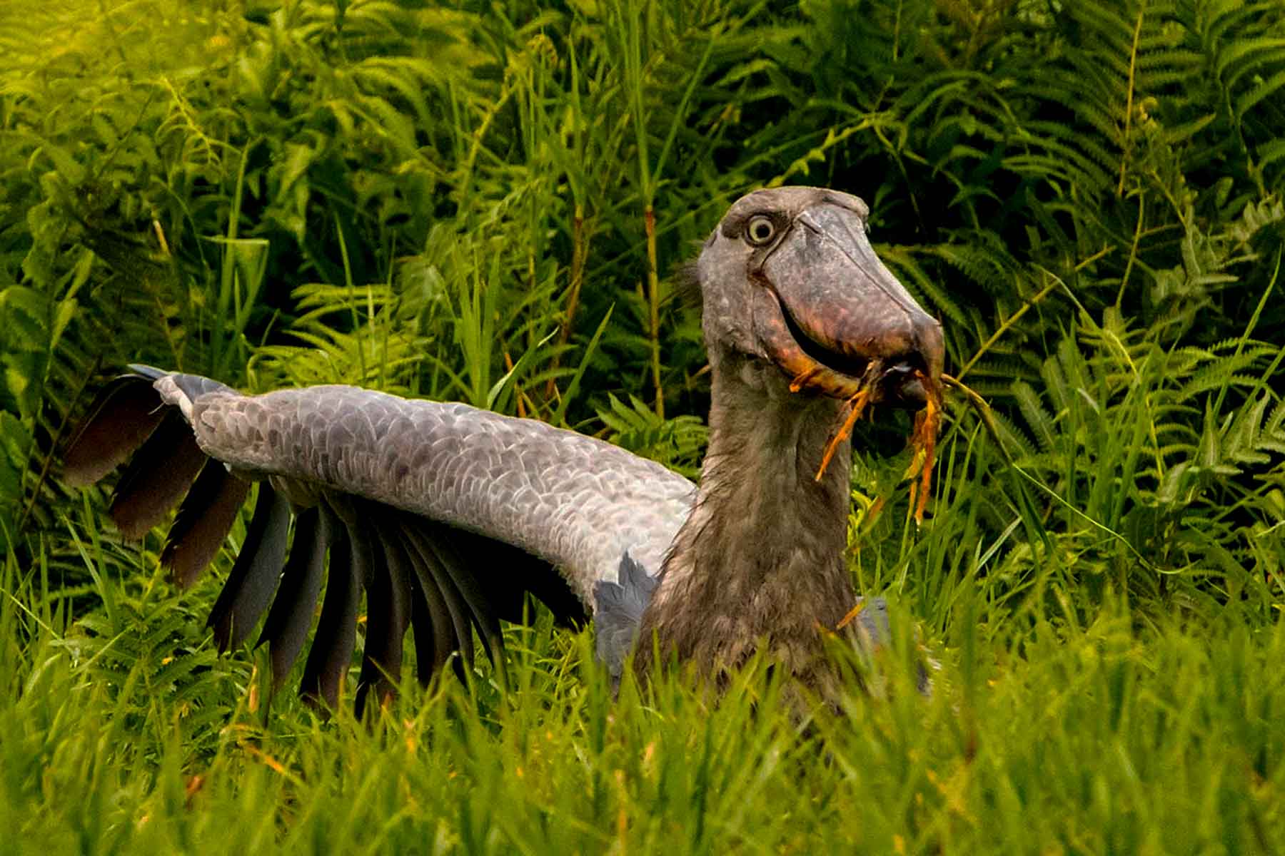 experience-the-majestic-shoebill-stork-at-mabamba-swamp