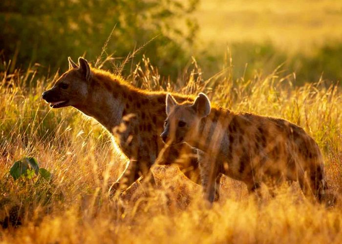 explore-masai-mara-national-reserve