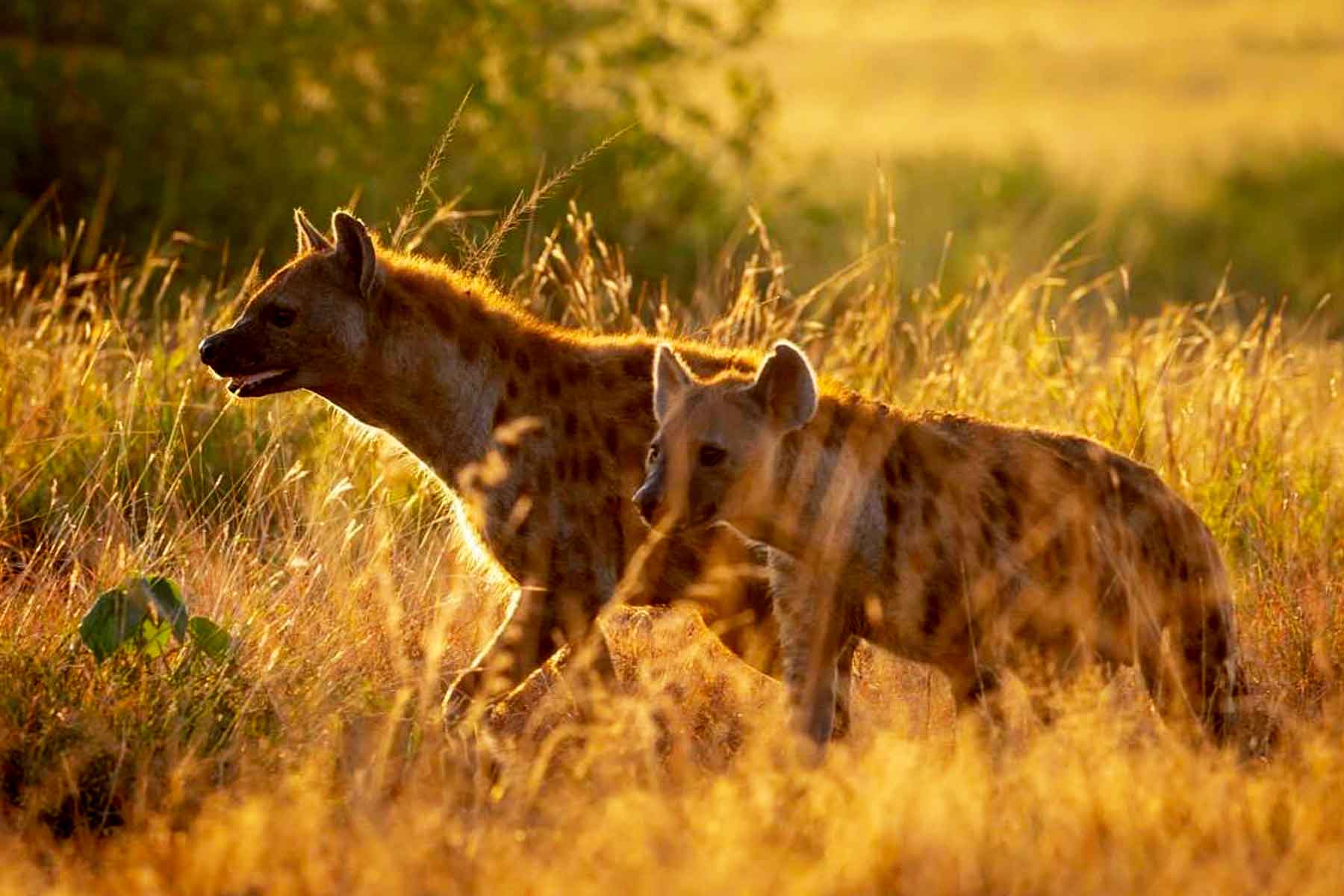 explore-masai-mara-national-reserve