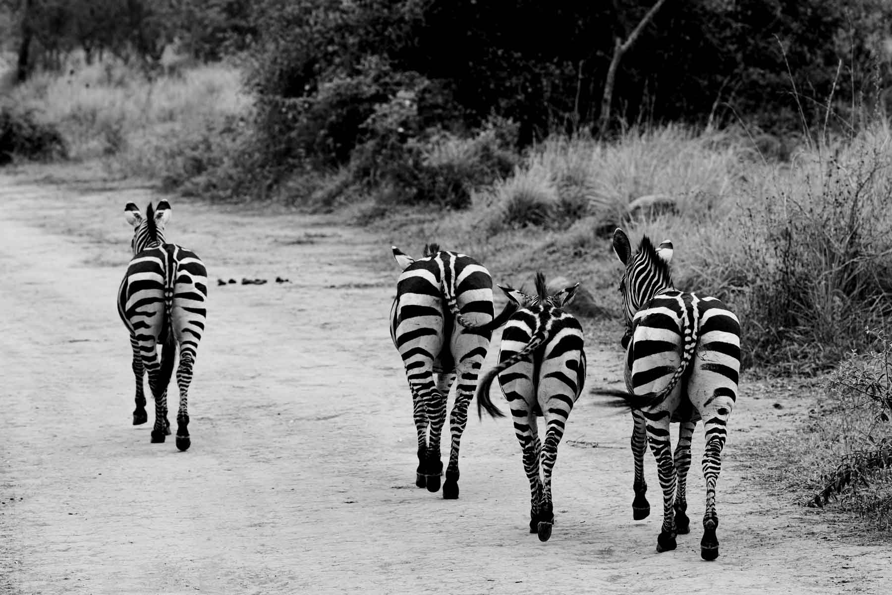 explore-rwanda-with-one-more-adventure-safaris