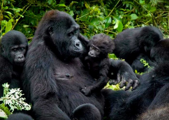 gorilla-families-at-kahuzi-biega-national-park