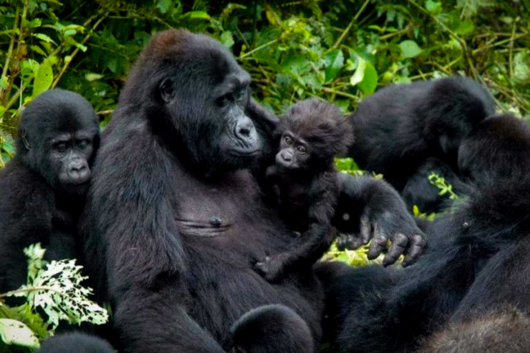 gorilla-families-at-kahuzi-biega-national-park