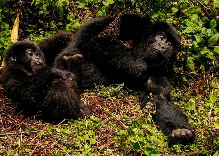 gorilla-trekking-in-rwanda-or-uganda