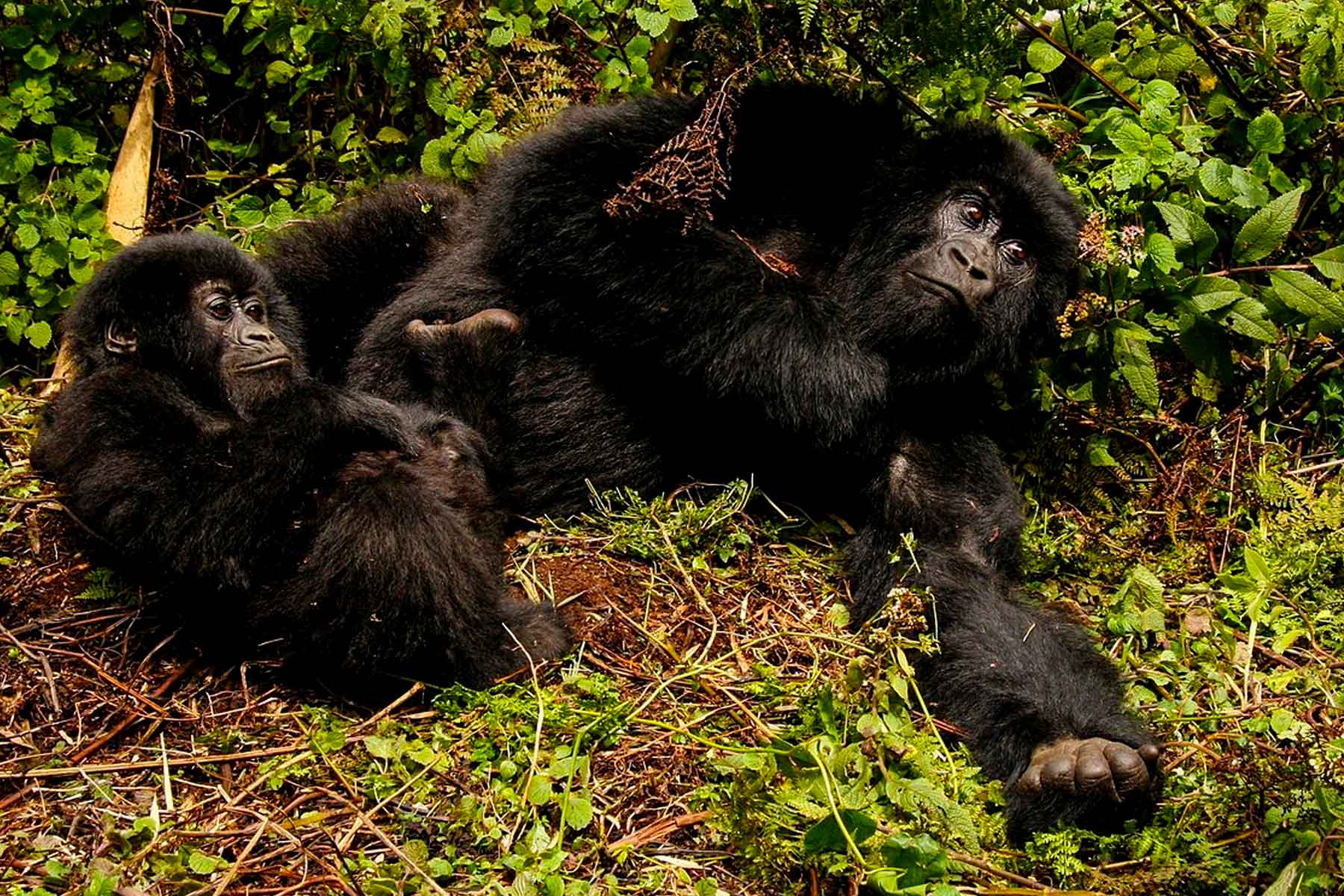 gorilla-trekking-in-rwanda-or-uganda