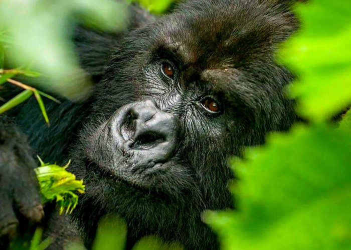 kigali-or-entebbe-for-gorilla-trekking-at-bwindi-national-park