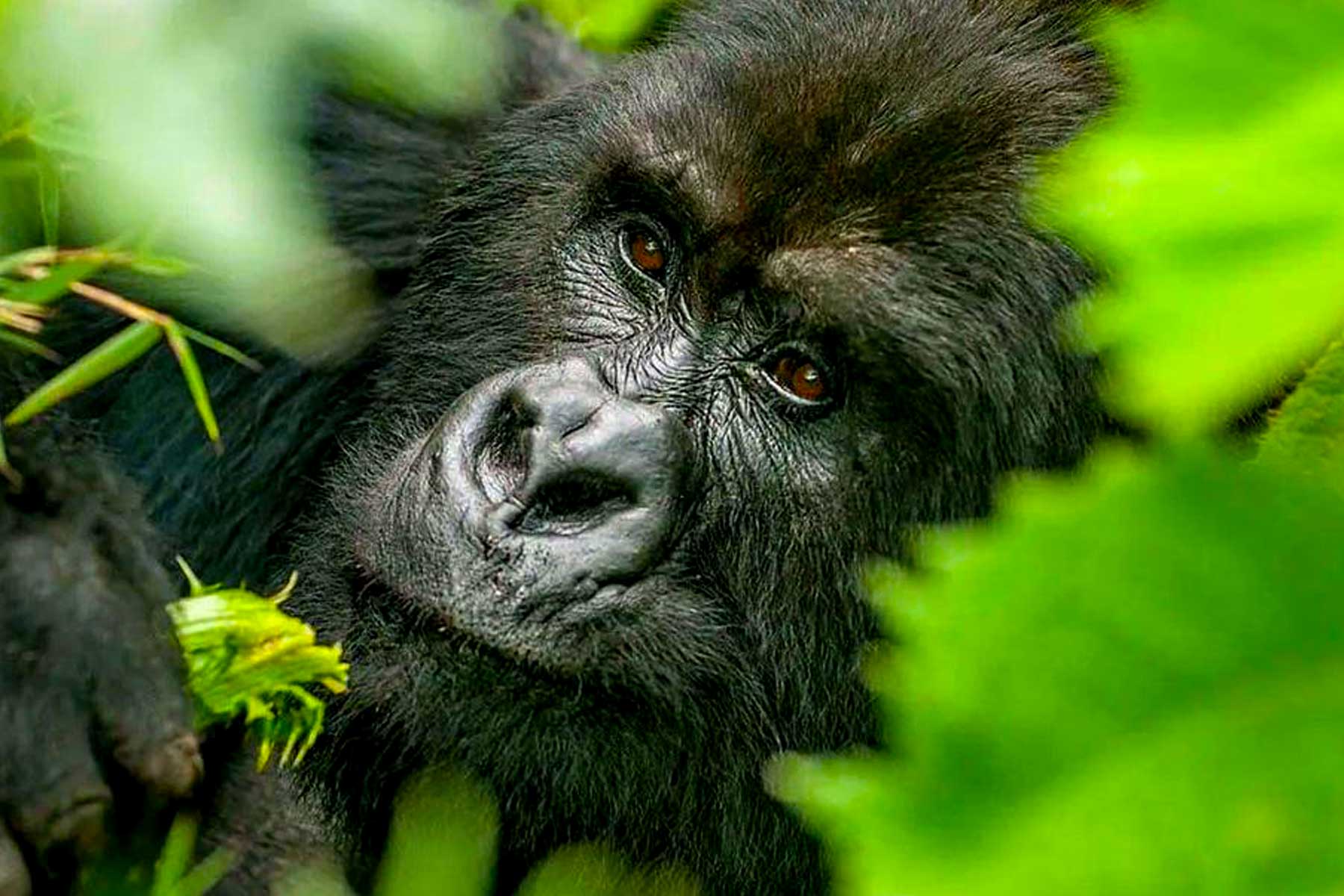 kigali-or-entebbe-for-gorilla-trekking-at-bwindi-national-park