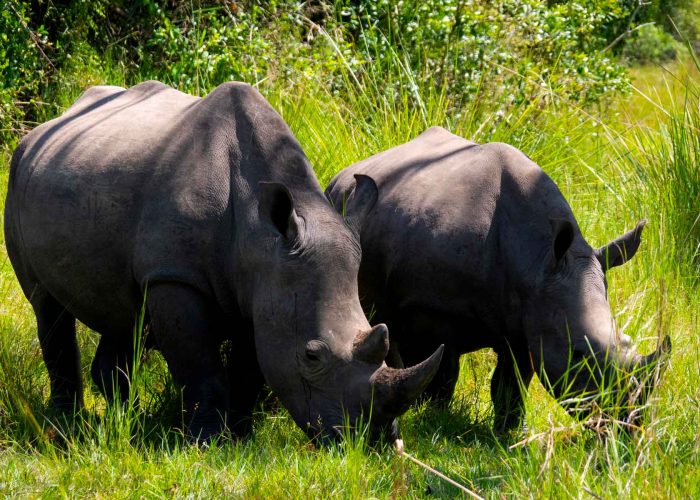 what-to-do-at-ziwa-rhino-sanctuary