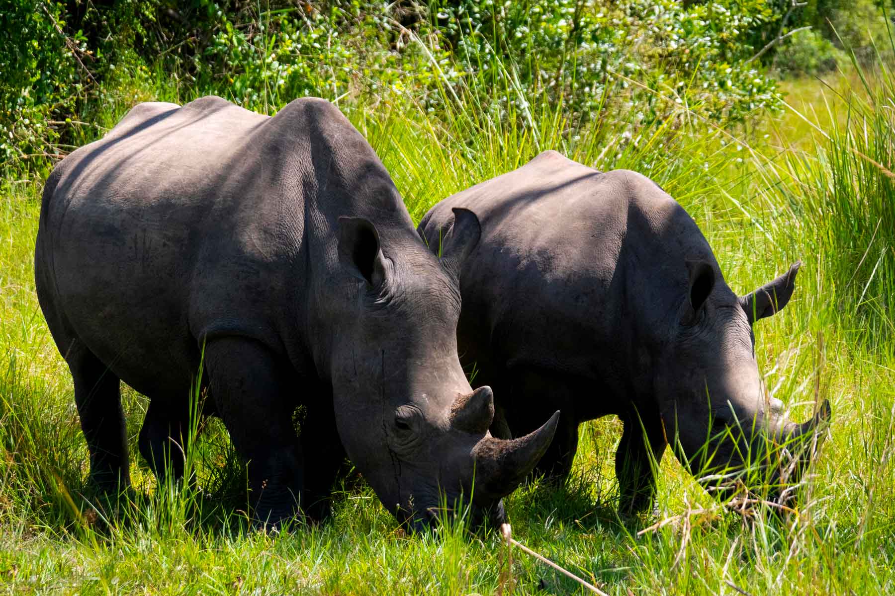 what-to-do-at-ziwa-rhino-sanctuary