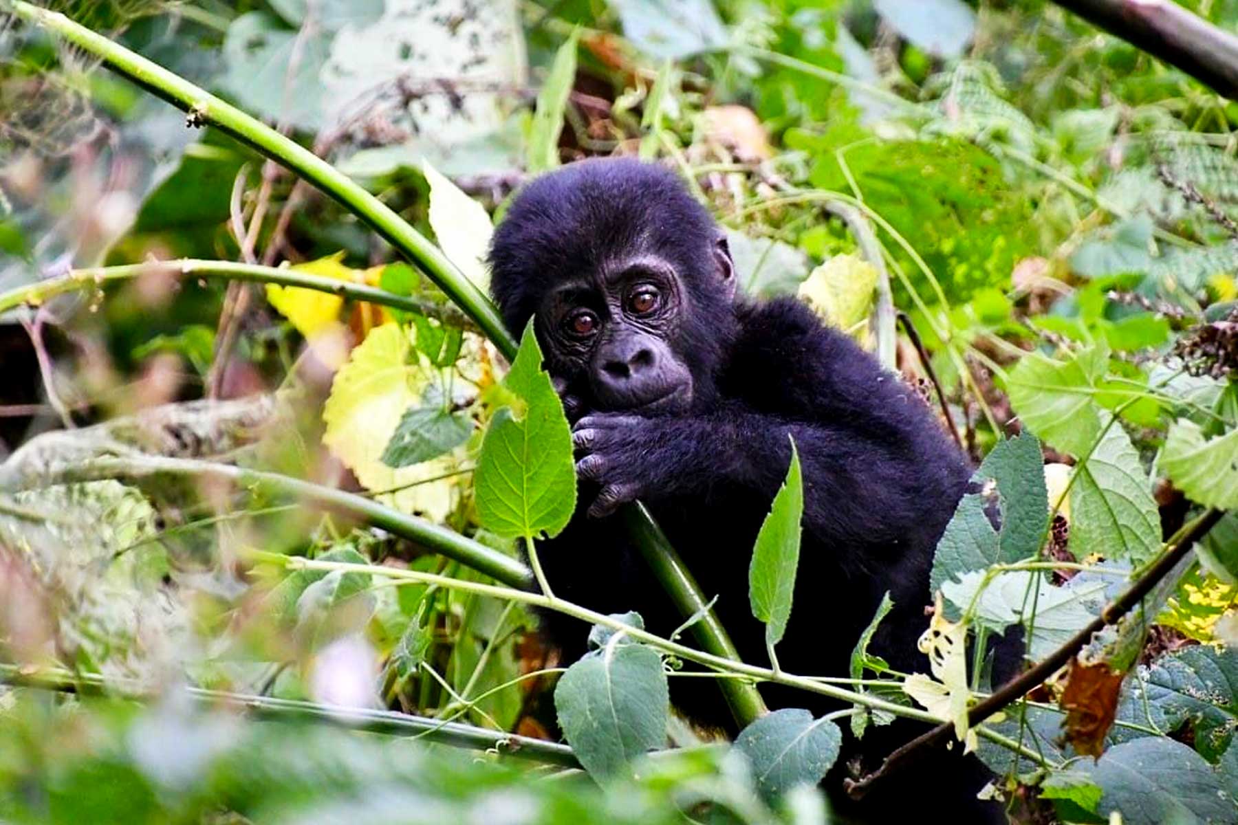 3-days-uganda-gorilla-trekking-express-safari