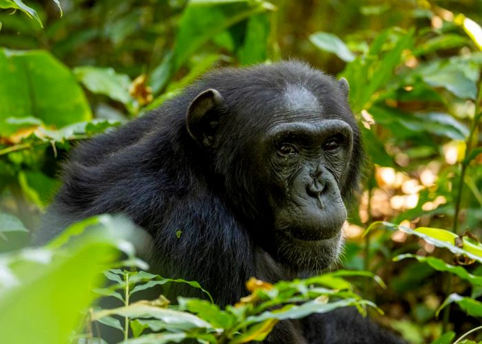 5-days-uganda-gorilla-and-chimpanzee-trekking-adventure