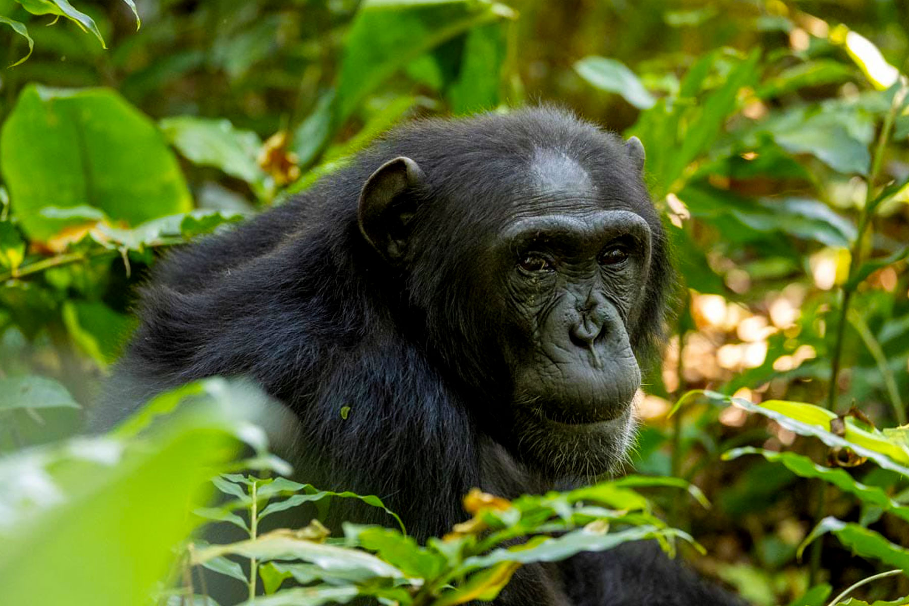 5-days-uganda-gorilla-and-chimpanzee-trekking-adventure