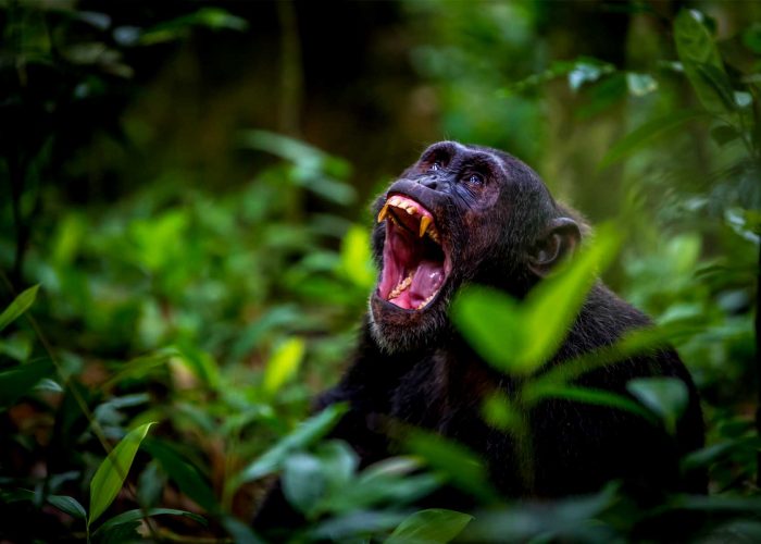 chimpanzee-habituation-experience-at-kibale-national-park