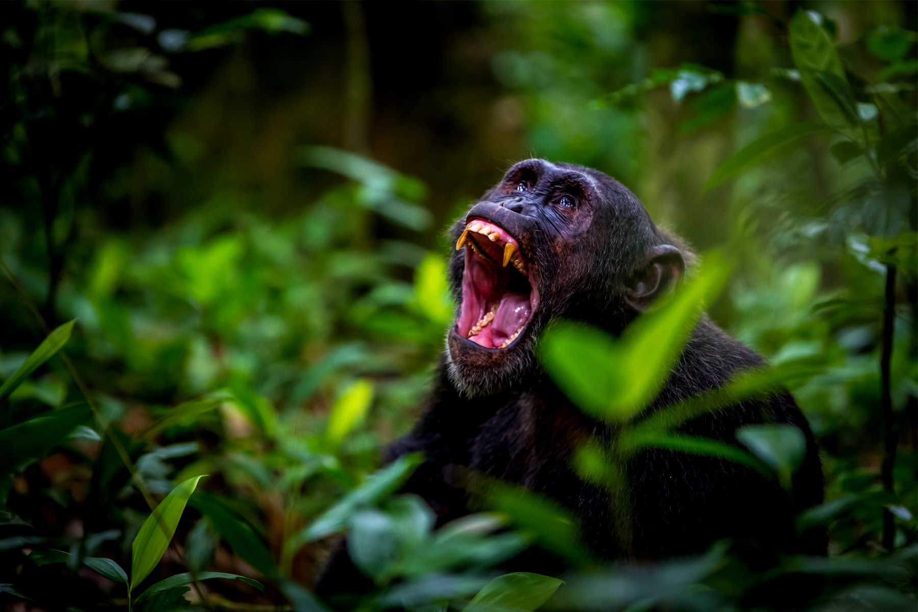 Chimpanzee Habituation Experience at Kibale National Park.