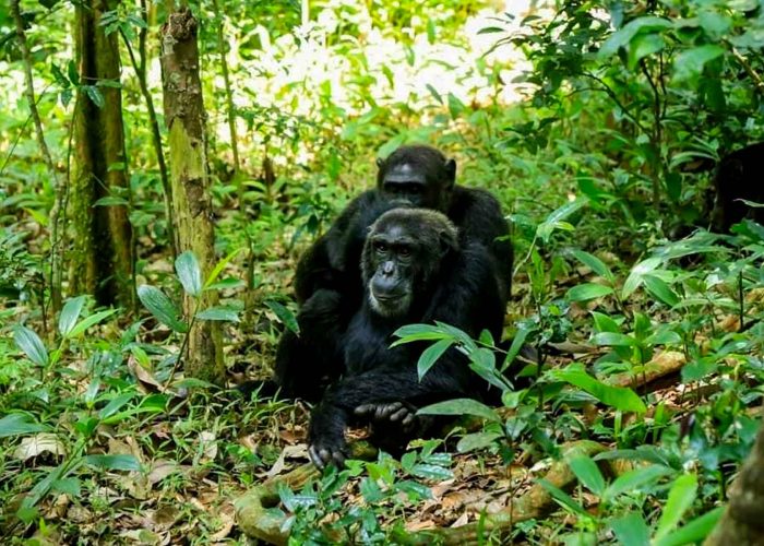 chimpanzee-trekking-experience-at-budongo-forest-reserve