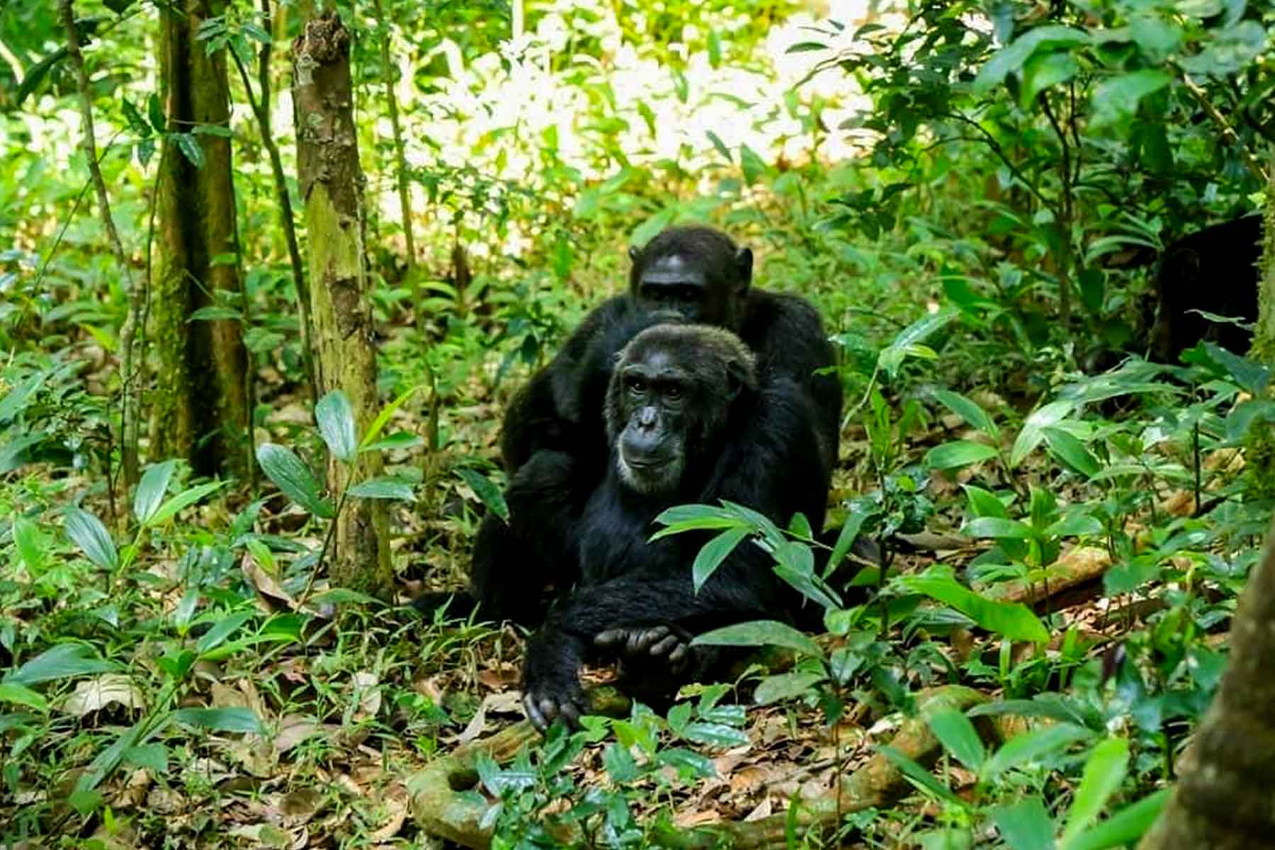 Chimpanzee Trekking Experience at Budongo Forest Reserve