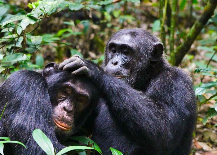 chimpanzee-trekking-experience-at-kalinzu-forest-reserve