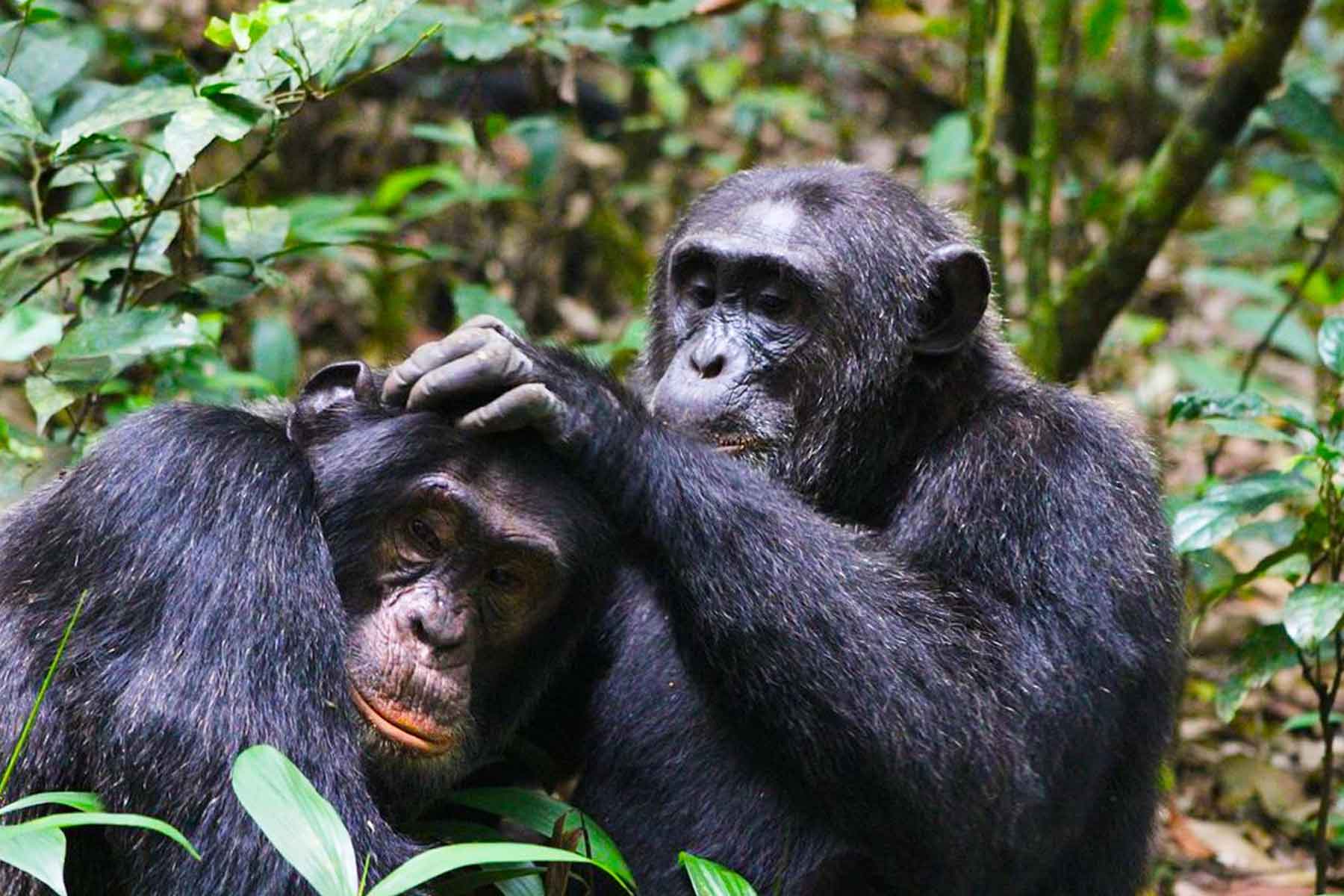 Chimpanzee trekking experience at Kalinzu Forest Reserve