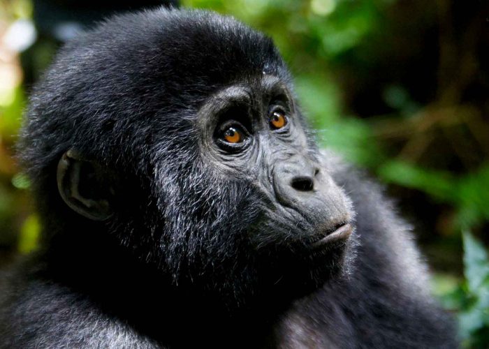gorilla-trekking-experience-in-bwindi-impenetrable-national-park