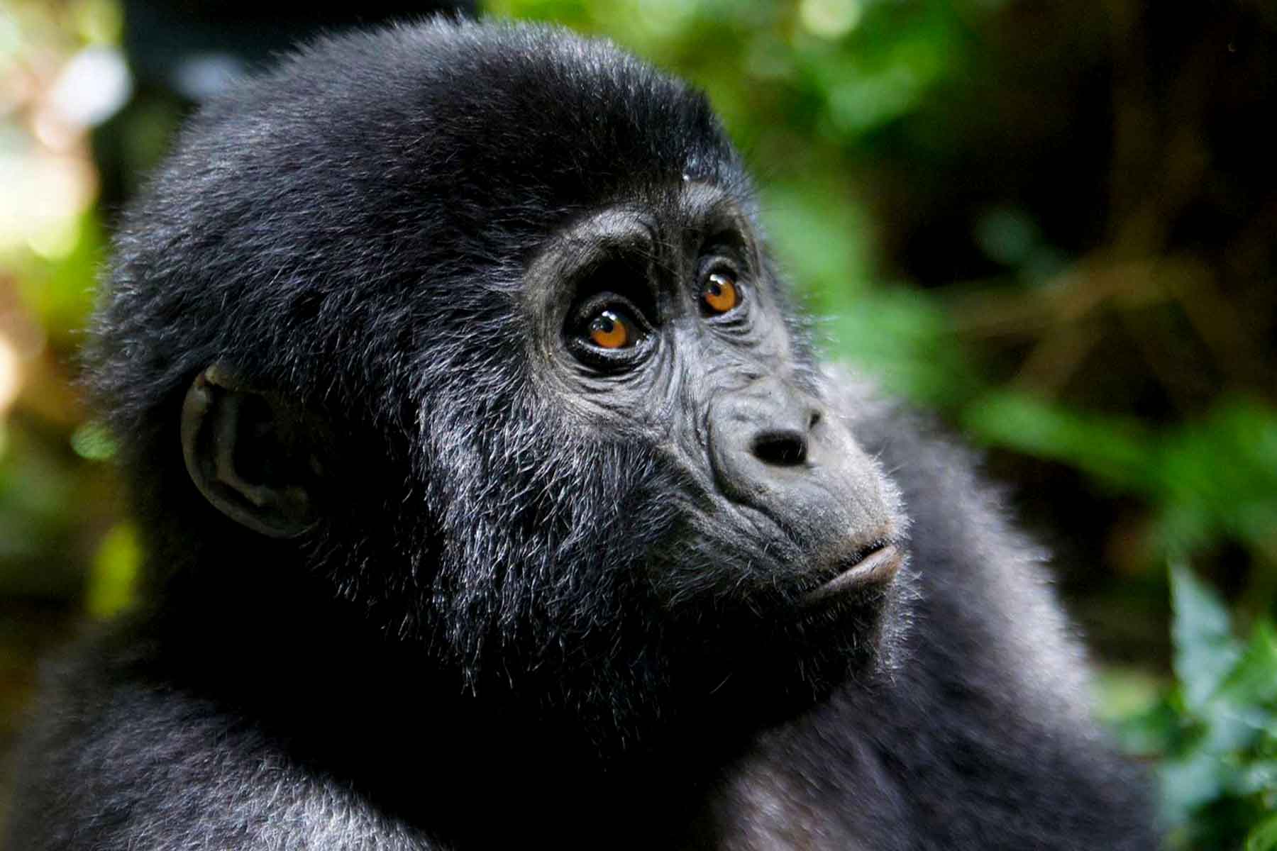 Gorilla Trekking Experience in Bwindi Impenetrable National Park