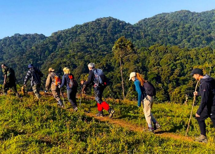 bwindi-forest-walking-safari