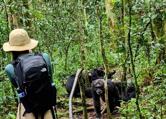 chimpanzee-habituation-at-budongo-eco-park-a-deep-dive-into-primate-behavior