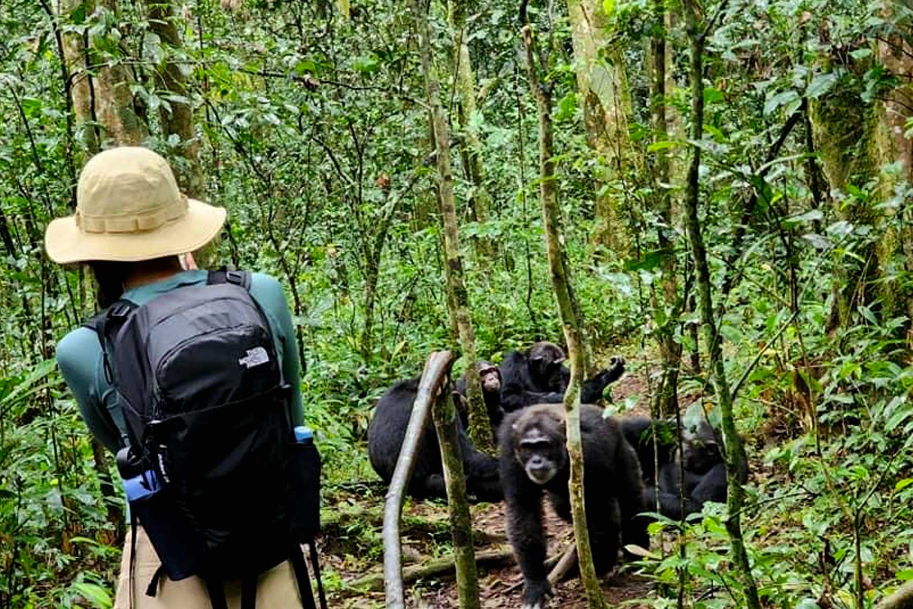 chimpanzee-habituation-at-budongo-eco-park-a-deep-dive-into-primate-behavior