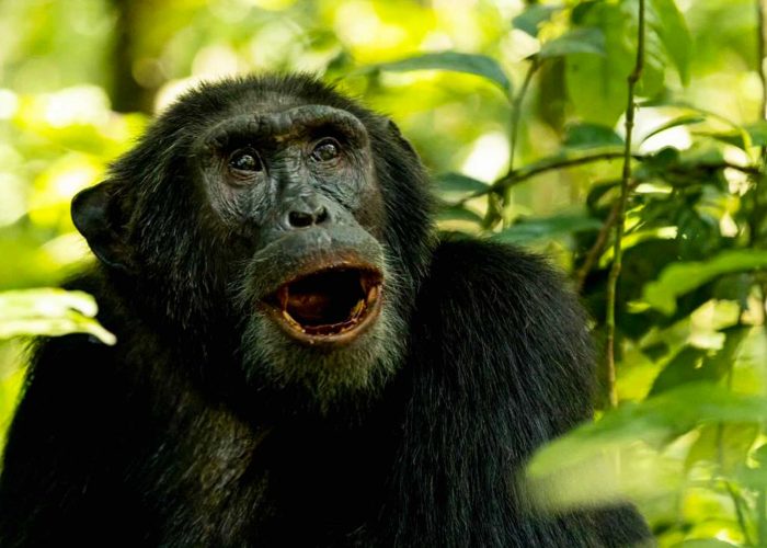 chimpanzee-trekking-guidelines-a-journey-into-the-wild