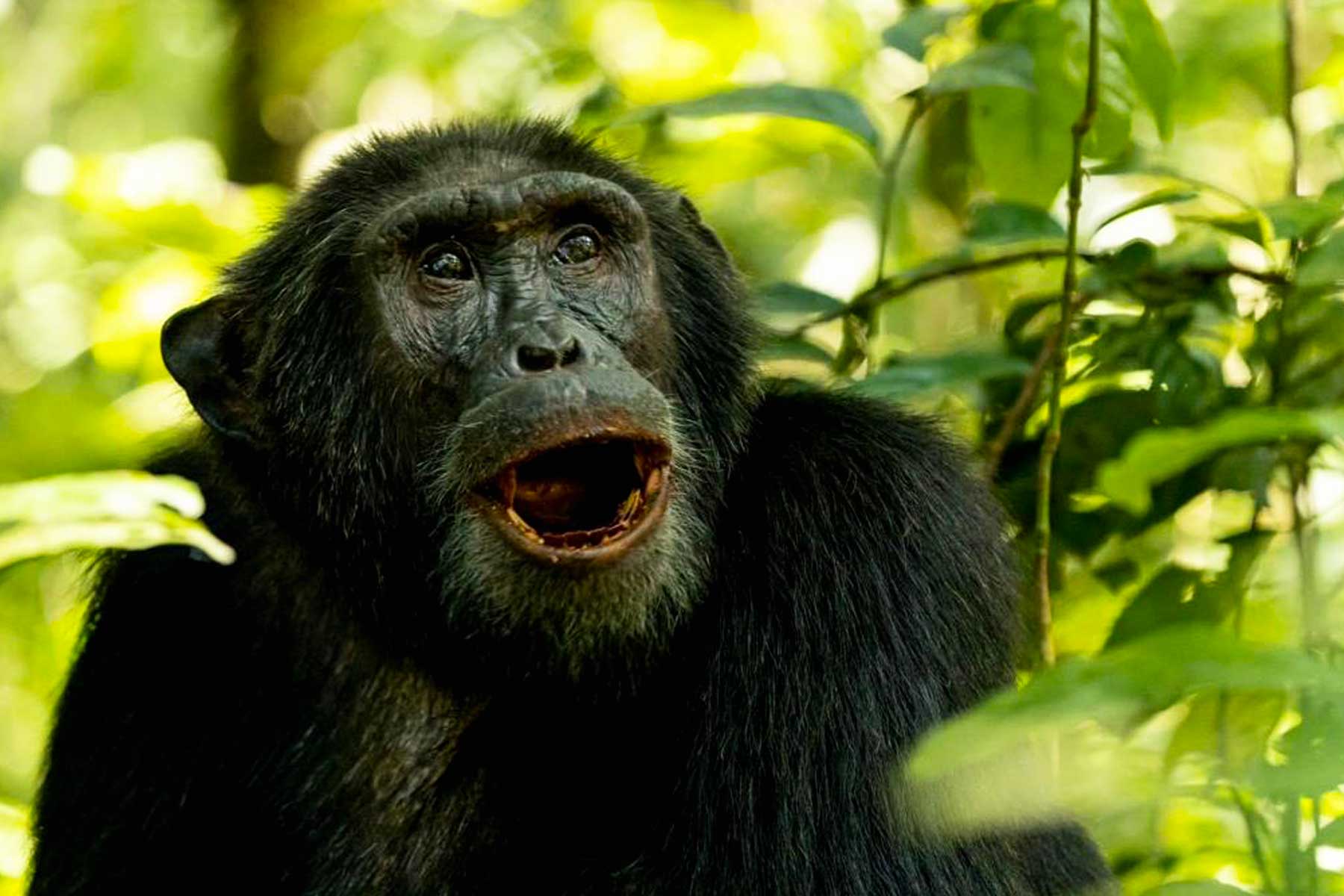 chimpanzee-trekking-guidelines-a-journey-into-the-wild