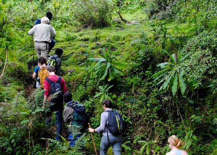 dian-fossey-hike-experience