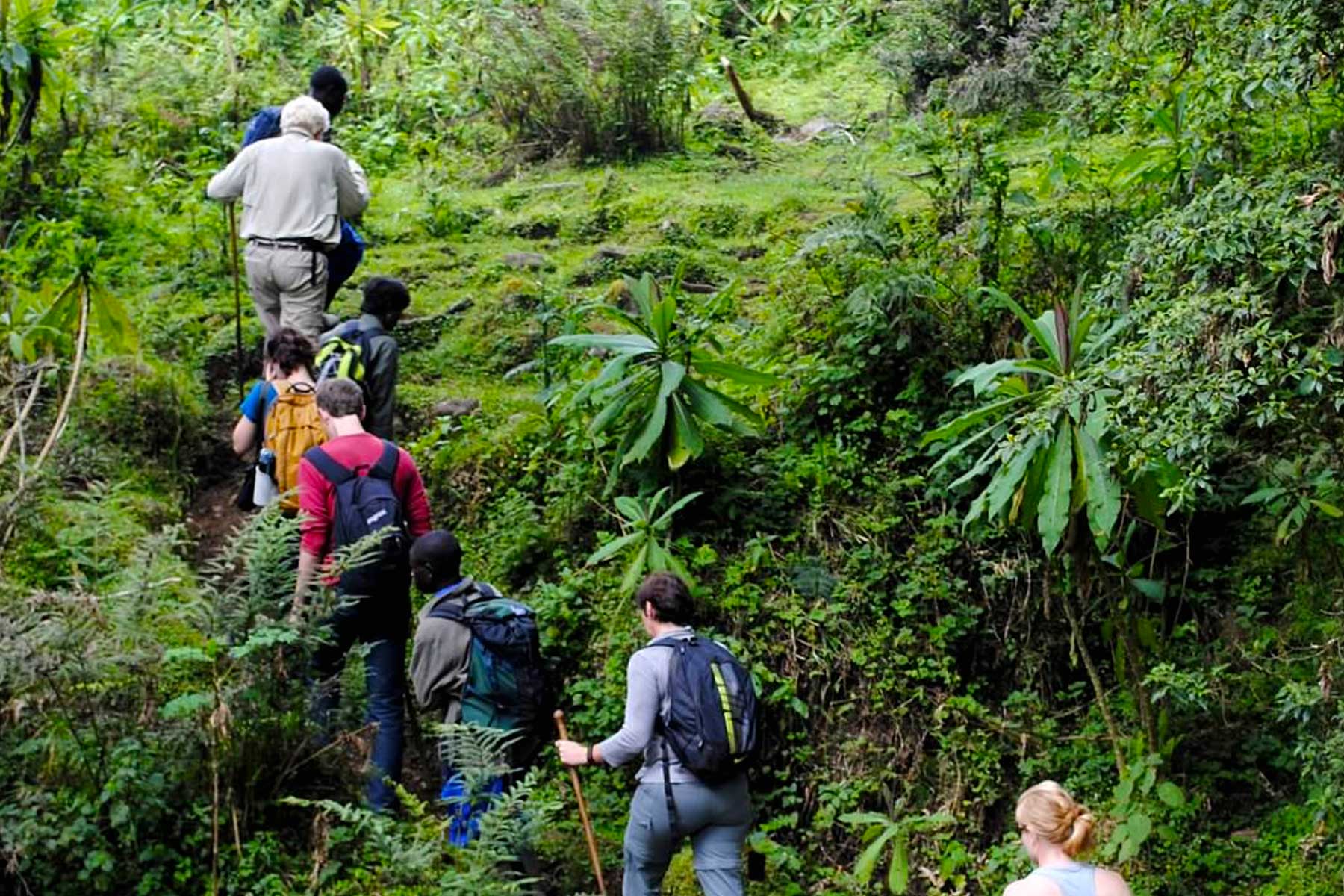 Dian Fossey Hike Experience