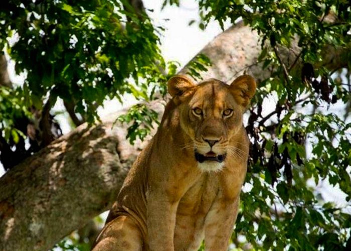 discover-the-enigmatic-tree-climbing-lions-of-ishasha