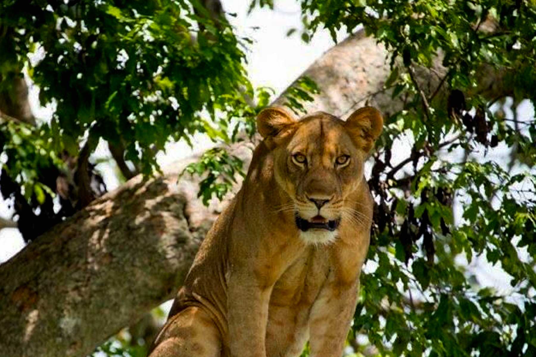 discover-the-enigmatic-tree-climbing-lions-of-ishasha